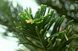 Branches coniferous tree - Araucaria