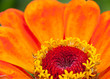 Zinnia