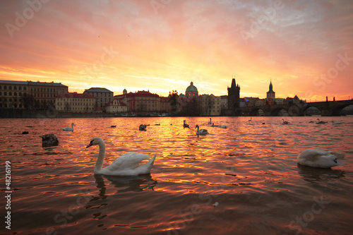 Photo: Group of swans on Vltava River in Prague Group of swans on Vltava River in Prague