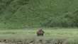 Grizzly Bear mother on look-out while nursing her cubs