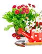 spring flowers with garden tools isolated on white background