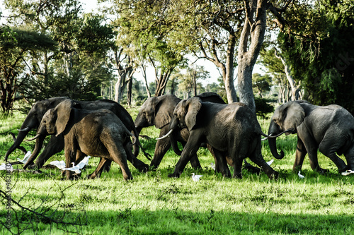 Photo: Young African elephant in Zambia Young African elephant in Zambia