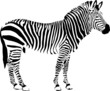 Vettoriale: Zebra Zebra