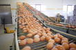 Eggs moving on the production line.
