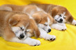 Pets, Akita Inu puppy dogs sleeping at yellow towel