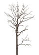 Dead and dry tree is isolated on white background