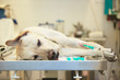Ill labrador retriever in veterinary clinic.