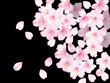 桜ふわり黒