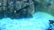 seals.