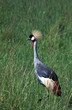 African Grey Crowned Crane in nature surrounding