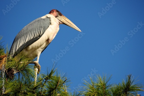 Photo: Marabou stork on a tree Marabou stork on a tree