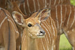 Nyala