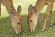Nyala