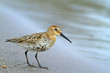 Photo: bécasseau bécasseau