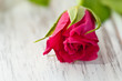 Rote Rose auf Holz