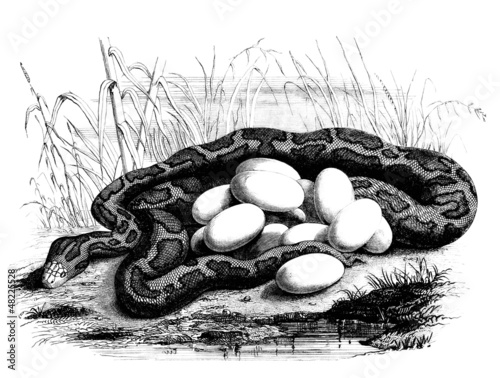 Illustration: Serpent's Eggs Serpent's Eggs