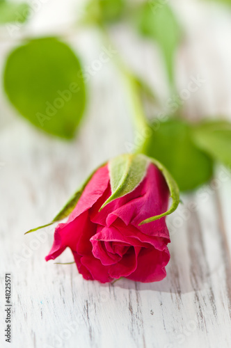 Photo: rote Rose rote Rose