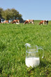 Jug of milk against herd of cows. Emmental region, Switzerland