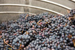Weinernte