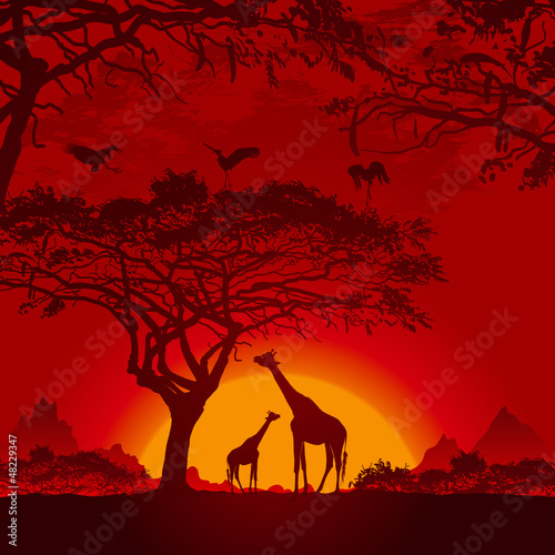 Vector: African sunset African sunset