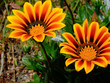 Sommerblumen