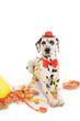 Hund Kostüm Karneval