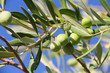 Photo: Olives on a branch Olives on a branch