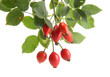 ripe hip roses on branch with leaves, isolated on white.