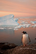 Gentoo penguin (Pygoscelis papua) at sunset.