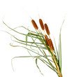 reeds, isolated on white