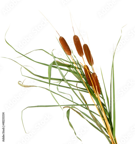 Photo: reeds, isolated on white reeds, isolated on white