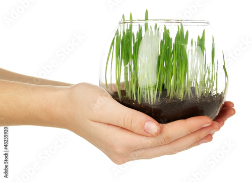 Photo: Hands holding glass vase with growing grass isolated on white Hands holding glass vase with growing grass isolated on white