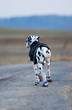 Hund mit Mantel und Schuhen