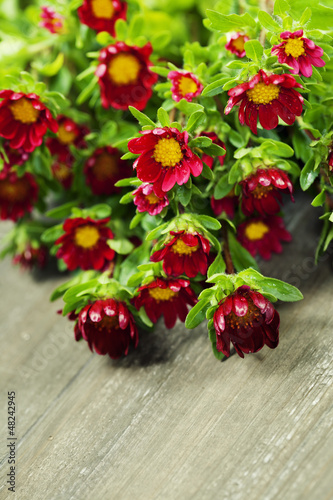 Photo: red flowers red flowers