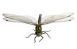 Dragonfly on white