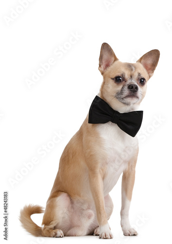 Photo: Pale yellow doggy with bow tie, isolated on white Pale yellow doggy with bow tie, isolated on white