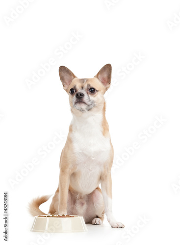Photo: Pale yellow doggy near the bowl full of forage Pale yellow doggy near the bowl full of forage