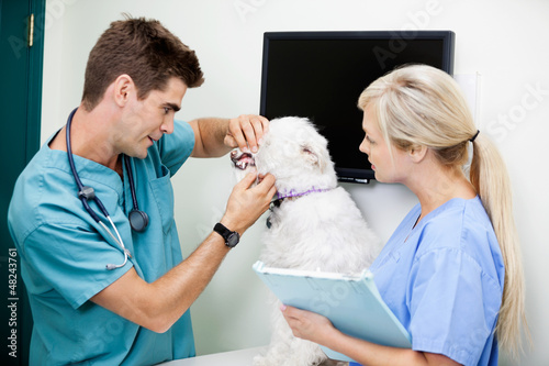 Photo: Female Nurse With Veterinarian Doctor Examining A Dog Female Nurse With Veterinarian Doctor Examining A Dog