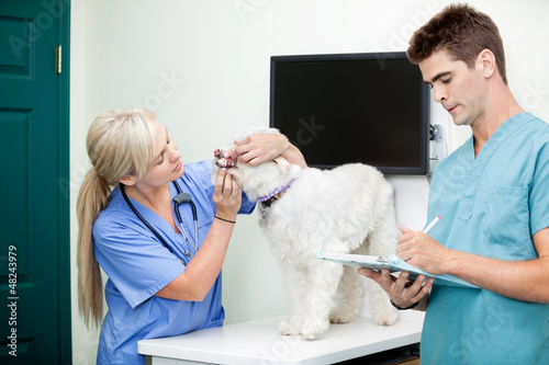 Photo: Male Doctor Writing On Clipboard With Colleague Examining A Dog Male Doctor Writing On Clipboard With Colleague Examining A Dog