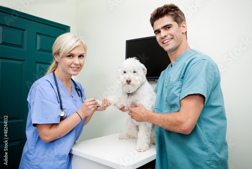 Photo: Veterinarian Doctors With A Dog At Clinic Veterinarian Doctors With A Dog At Clinic