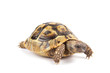 Foto: Turtle isolated on white background Turtle isolated on white background