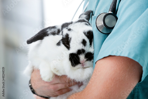 Photo: Mid Section Of Male Veterinarian Doctor Carrying A Rabbit Mid Section Of Male Veterinarian Doctor Carrying A Rabbit