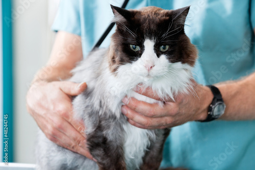 Photo: Mid Section Of Male Veterinarian Doctor Examining A Cat Mid Section Of Male Veterinarian Doctor Examining A Cat