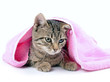 Kitten bathing with a towel, close- up