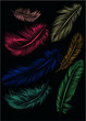 Set of colorful feathers