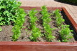 Hochbeet mit Gemüse