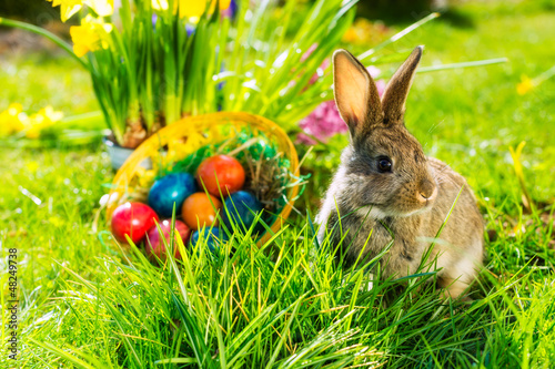 Photo: Easter bunny on meadow with basket and eggs Easter bunny on meadow with basket and eggs