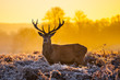 Red deer in morning sun