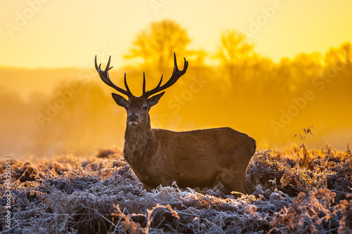 Photo: Red deer in morning sun Red deer in morning sun