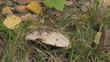 Insect on the mushroom in the forest